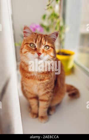 Ginger cat sitting on window sill at home in the morning. Pet enjoying sun. Stock Photo