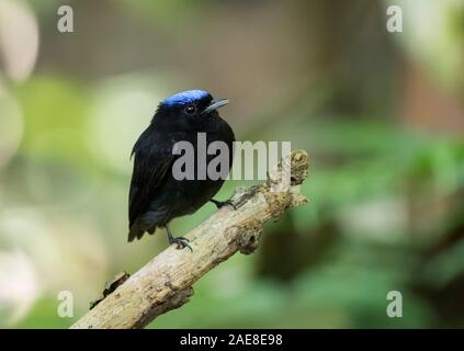 Blue- Crowned Manakin Stock Photo