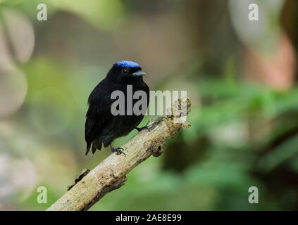 Blue- Crowned Manakin Stock Photo