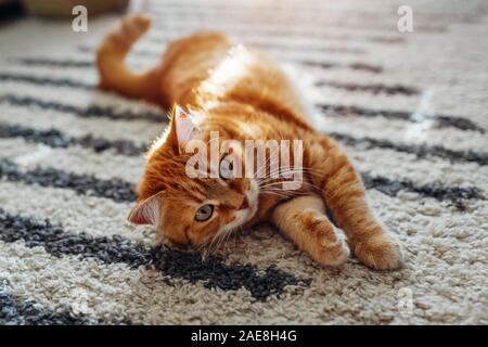 Ginger cat lying on floor carpet at home. Pet playing with rug Stock Photo