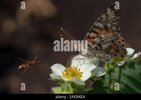 Butterfly Urticaria sits on strawberry flowers, closeup, blurred background with a flying wasp. Stock Photo