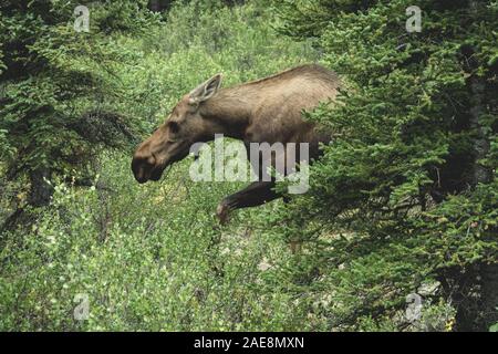 Alaskan moose hidding in the forest under the rain Stock Photo