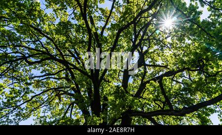 sun shining through leafs of a tree top Stock Photo