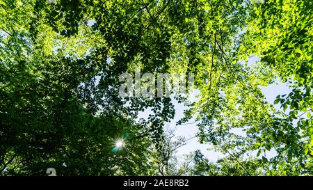 sun shining through leafs of a tree top Stock Photo