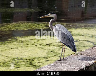 Great Blue heron, Ardea herodias, looking over water, large bird, wildlife, animal, Chateau Courmatin; 17th century castle; Burgundy; Taize; France, h Stock Photo
