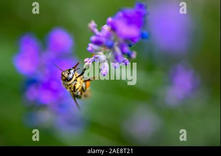 Bee (Apis) on lavender (Lavandula angustifolia) at a wild herb meadow. Stock Photo