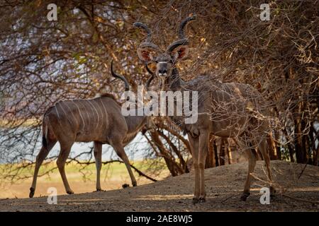 Greater Kudu - Tragelaphus strepsiceros woodland antelope found throughout eastern and southern Africa. Stock Photo