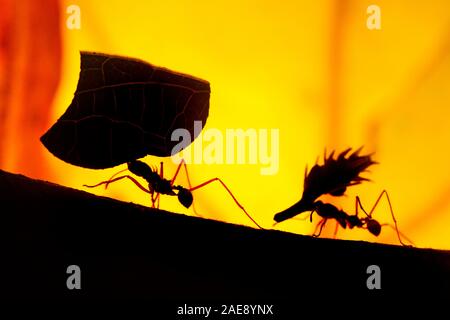 leaf cutter ants, Atta cephalotes, Cahuita National Park, Costa Rica Stock Photo