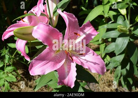 Lilium Joséphine Stock Photo
