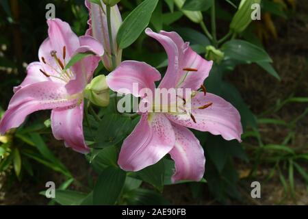 Lilium Joséphine Stock Photo