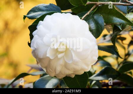 Camellia japonica plant in flower Stock Photo