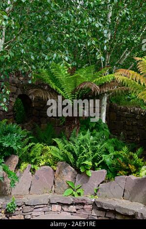 Dicksonia Antartica,Tree Fern,patio,shaded,shady,shade,area,fernery,tree ferns,feature,planting scheme,garden,gardens,stone seating,circular,garden fe Stock Photo