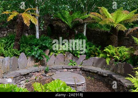 Dicksonia Antartica,Tree Fern,patio,shaded,shady,shade,area,fernery,tree ferns,feature,planting scheme,garden,gardens,stone seating,circular,garden fe Stock Photo