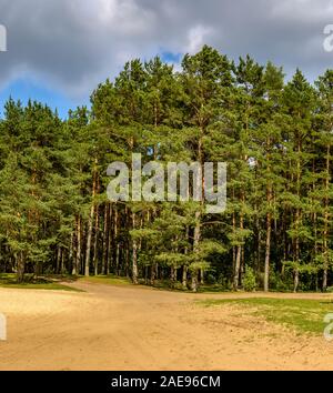Forest road to the beach on the Zaslavl water reservoir. Stock Photo