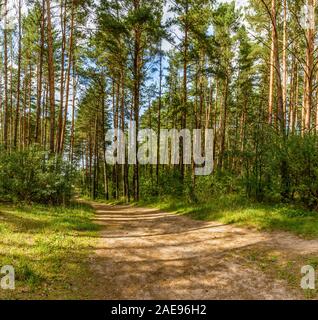Forest road to the beach on the Zaslavl water reservoir. Stock Photo