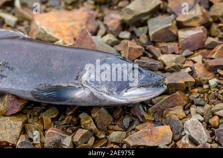 A carcass of a kokanee salmon laying on the rocks in north Idaho  after spawning. Stock Photo