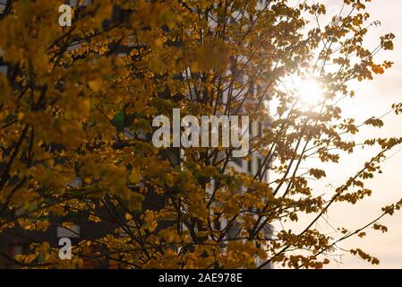 Autumn city. The rays of the setting sun break through the foliage. Yellow leaves in the city. Stock Photo