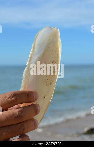 Hand holding large white internal shell cuttlebone from sepiidae sea animal in front of ocean Stock Photo