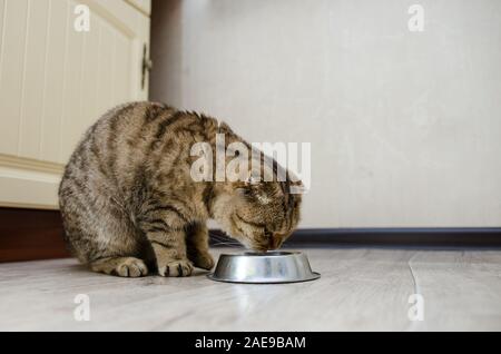 Closeup of cute cat eating food from a bowl. Scottish fold cat eats dry food Stock Photo