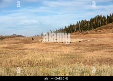 Sheep herd high mountain range horse dogs. Sheep herder on horse, dogs and large herd on summer mountain range. Roundup beautiful high alpine meadows. Stock Photo