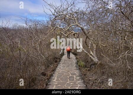 Trekker in Tijeretas Bay, Isla San Cristobal, Galapagos Islands, Ecuador Stock Photo
