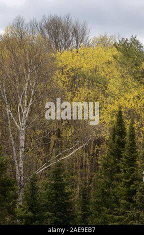 Close up view of coniferous and deciduous trees in Arrowhead Park mixed boreal forest Stock Photo