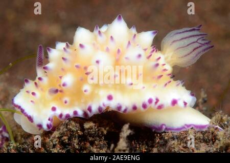 Nudibranch Mexichromis multituberculata, Tulamben, Bali, Indonesia Stock Photo