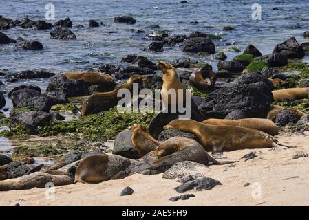 Sea lions playing, La Loberia, Isla San Cristobal, Galapagos Islands, Ecuador Stock Photo