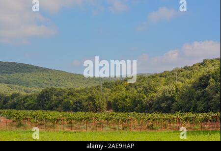 Middle East vineyard in the Golan Heights  of northern Israel. Stock Photo
