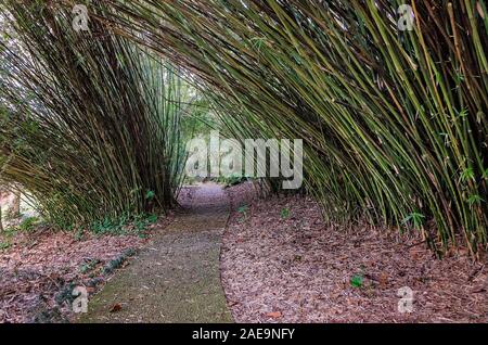 Giant timber bamboo lines a path at Bellingrath Gardens, February 24, 2018, in Theodore, Alabama. Giant timber bamboo is popular in the U.S. Stock Photo