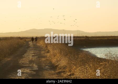 Couple walking away from photographer on dirt trail next to San Fransisco Bay, at dusk as the sun sets behind the mountains and birds fly over head. Stock Photo