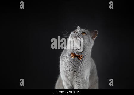 A cute grey British cat in a bow tie looks up. A fat British cat on a black background. Surprised cat with bright yellow eyes. Stock Photo