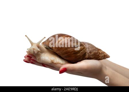 Achatina snail closeup. Giant African snail Achatina in hand isolated on white background. Tropical snail Achatina fulica with shell. Stock Photo