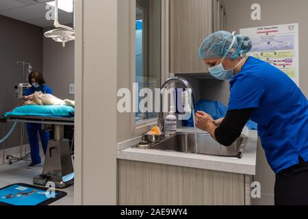 a veterinarian prepares to perform a spay on a yellow lab 6 month old dog by scrubbing in at the sink in her clinic. Stock Photo