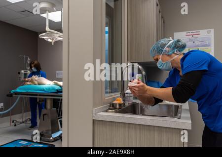 a veterinarian prepares to perform a spay on a yellow lab 6 month old dog by scrubbing in at the sink in her clinic. Stock Photo