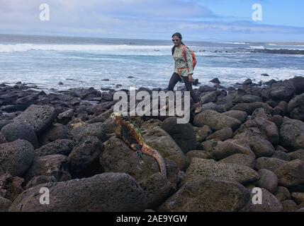 Tourist and Marine iguana (Amblyrhynchus cristatus), San Cristobal, Galapagos Islands, Ecuado Stock Photo