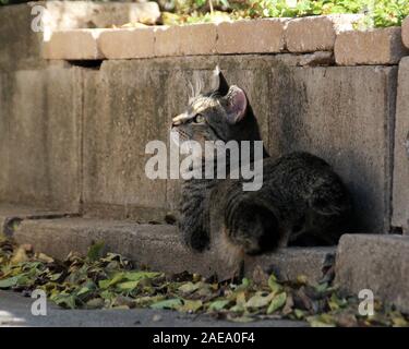 A cute feral kitten sits on a concrete ledge looking up into the trees.