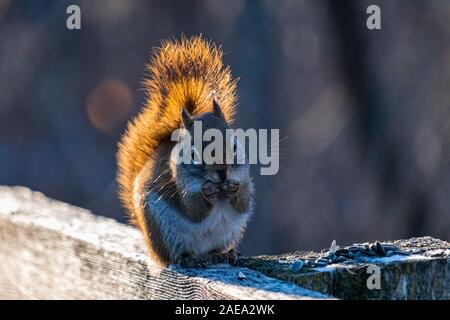 An American red squirrel sits upright on a wooden fence nibbling on sunflower seeds left out in the winter. Sunlight illuminates its bushy tail as the Stock Photo