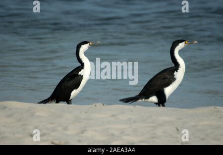 Little pied cormorants (Microcarbo melanoleucos) also known as little shags or kawaupakas, Western Australia. Stock Photo