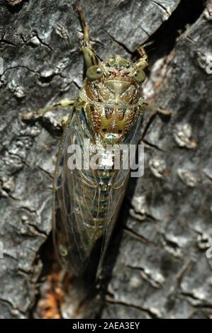 Cadia Insect Close-up of a cicada, Australia has more than 200 species of cicadas ...