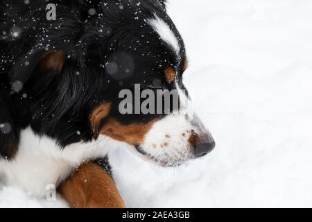 Bernese Mountain Dog in the snow Stock Photo