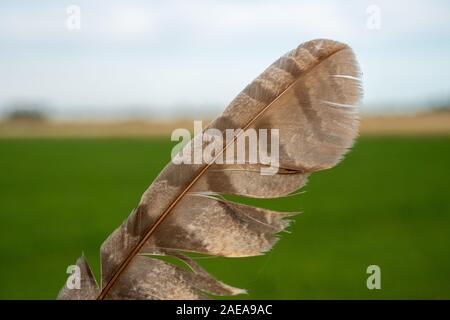 Striped brown orange bird feather with damage Stock Photo