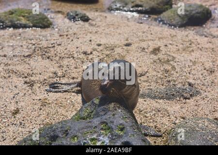 Sea lion pup, La Loberia, Isla San Cristobal, Galapagos Islands, Ecuador Stock Photo