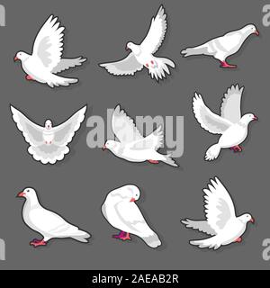Pigeon or white dove bird in motion on grey background Stock Vector