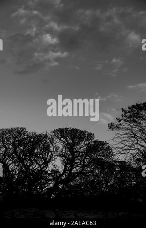 Random patterns of leafless wriggliy branches of trees in monochrome along coral beach at dawn on Lady Elliot Island Australia. Stock Photo