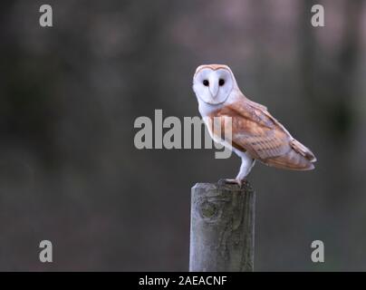 Wild Barn Owl (Tyto Alba) perched on wooden fence post, Cotswolds