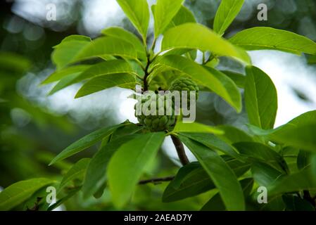 Custard apples or Sugar apples or Annona squamosa Linn. growing on a tree. Stock Photo