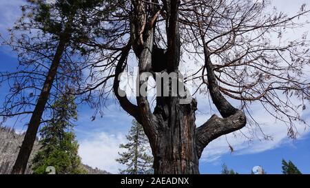 Black burnt gnarled tree after the Donnell Fire, one year later. Darndanelle Township, Stanislaus National Forest on Highway 108, California. Stock Photo