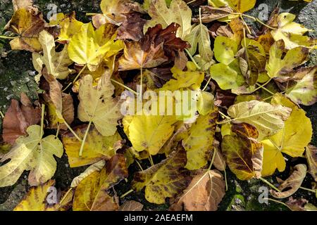 Multicolored autumn season leaves on rough ground composition pattern texture  Stock Photo