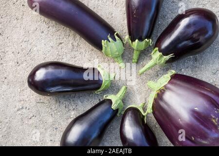 Closeup of big organic eggplants in a circle on a grey table. Farming and gardening. Healthy food concept Stock Photo